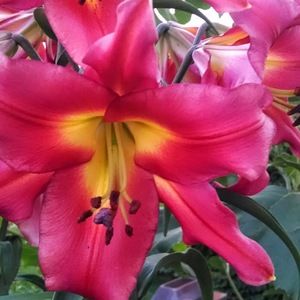 Meet your Posher, Rosemary